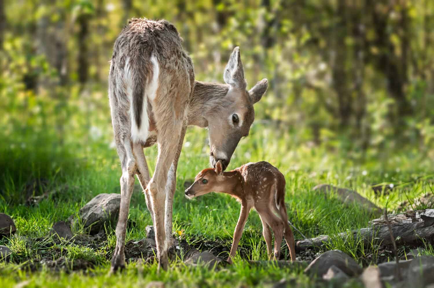 White-Tailed Deer (Odocoileus virginianus) Sniffs Behind Fawn's Ears - captive animals