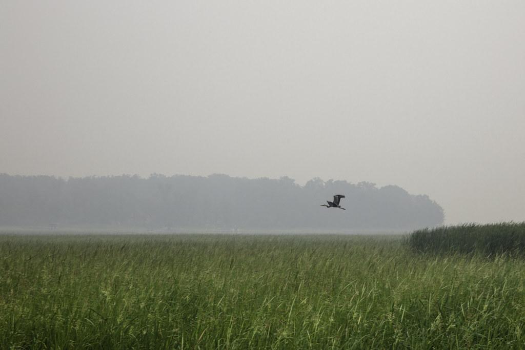 A Great Blue Heron at Big Sandy Lake in McGregor Minnesota with smoke haze from forest fires in Canada by Lorie Shaull