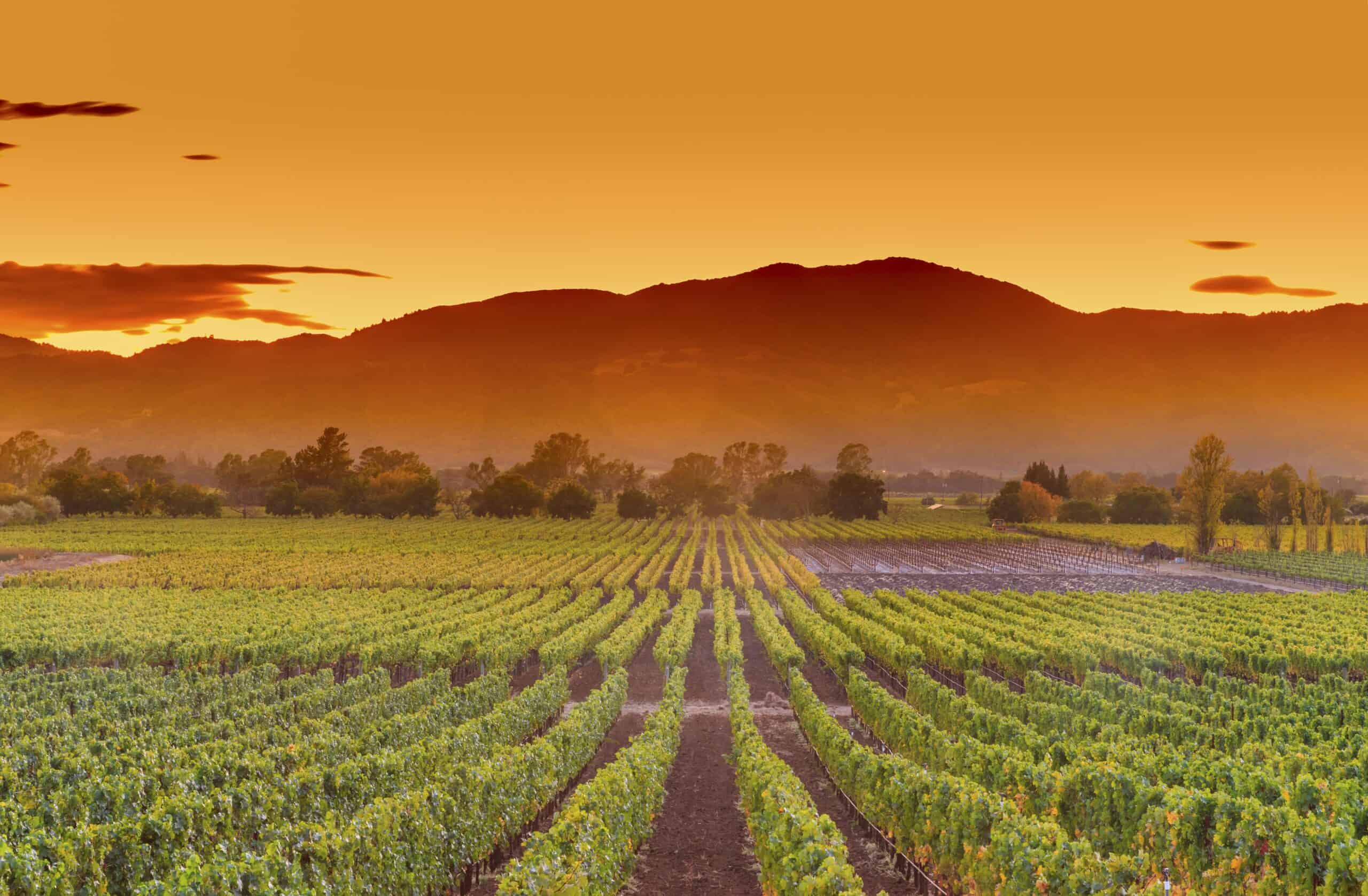 Napa, California | Napa Valley California Wine Country Vineyard Field Harvest for Winery