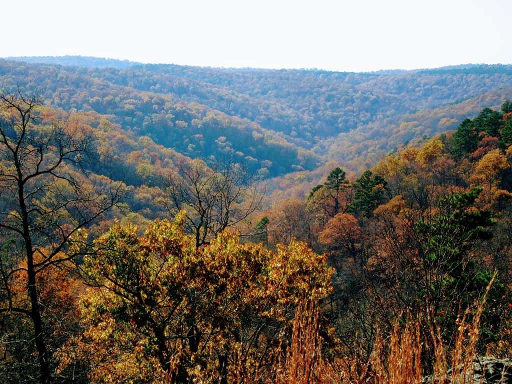forest+in+Arkansas | Valley Ozark National Forest Arkansas.