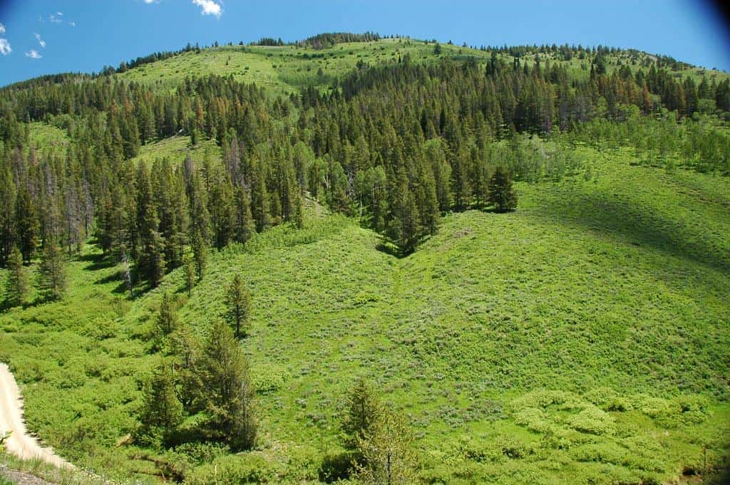 Conifer forest (Freeman Ridge, Preuss Range, Idaho, USA) 3 by James St. John