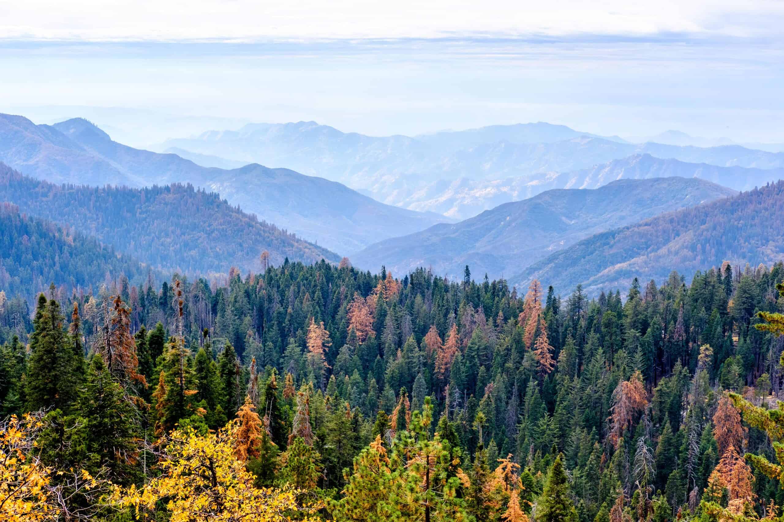 California forest | Sequoia National Park mountain landscape at autumn