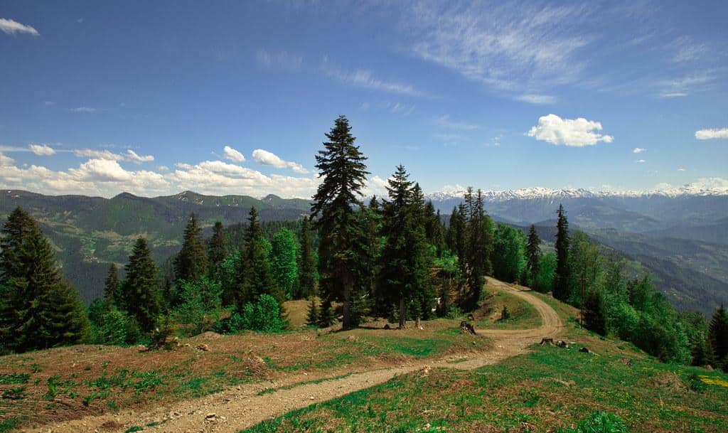 Forest edge at Gomismta-Shuakhevi Mountain Trail, Ajaria, Georgia by Boris Kuznetsov