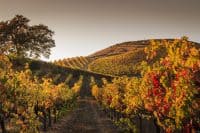 French Valley, California | Autumn Sunset in a Hilly Vineyard