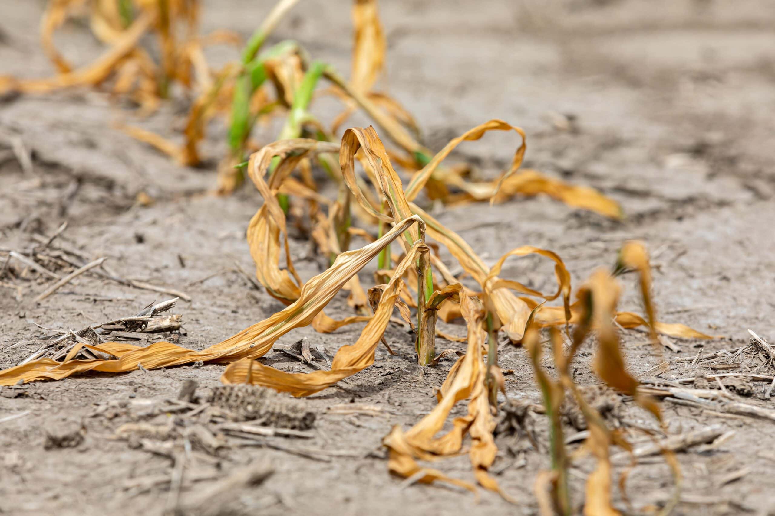 Drought | Corn plants wilting and dead in cornfield. Herbicide damage, drought and hot weather concept