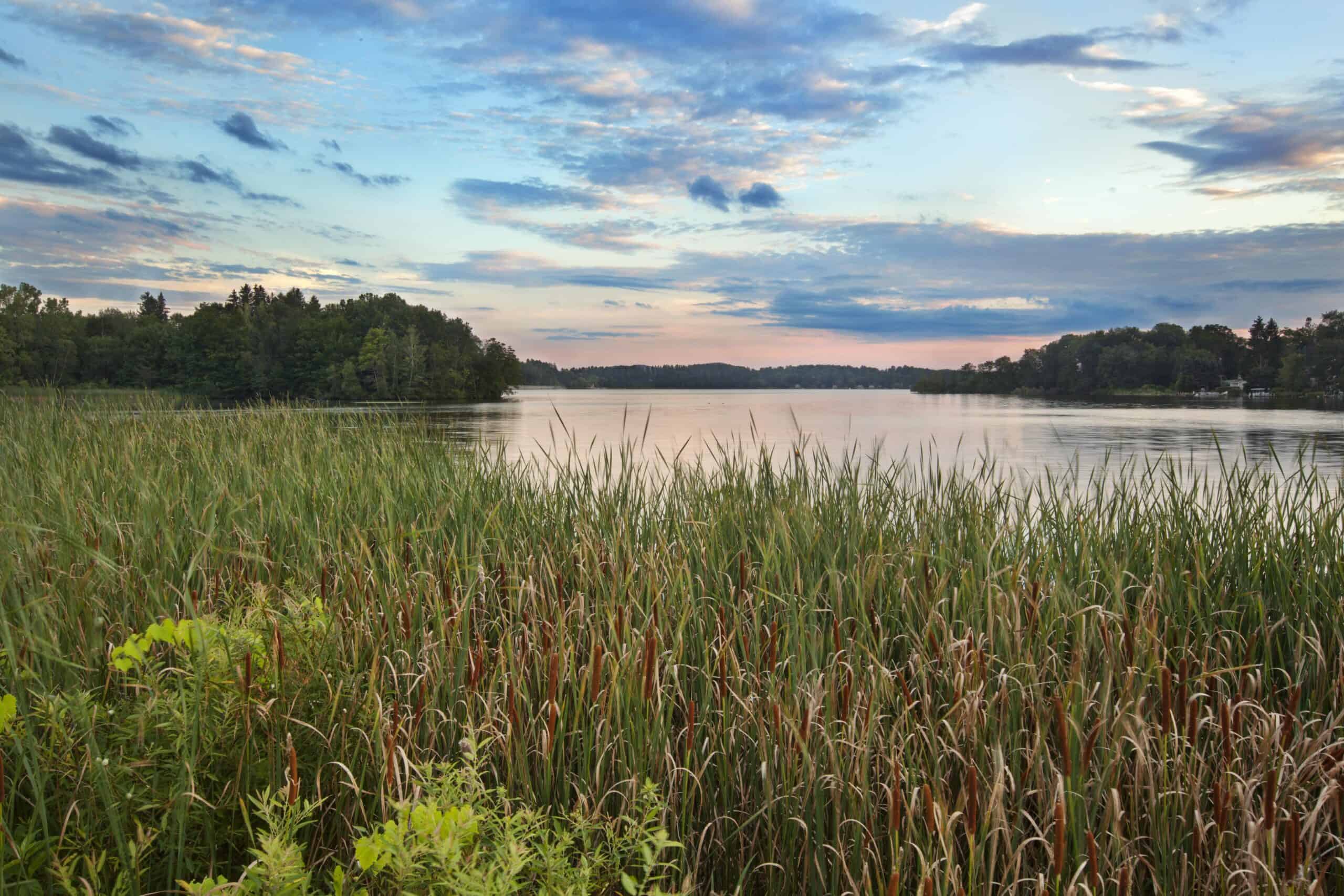 forest in Massachusetts | Pontoosuc Lake