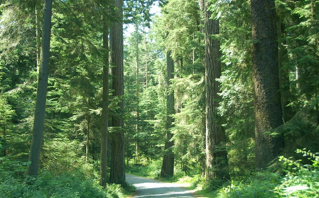 Deception Pass Forest Washington State by PatrickMcNallyMolokai
