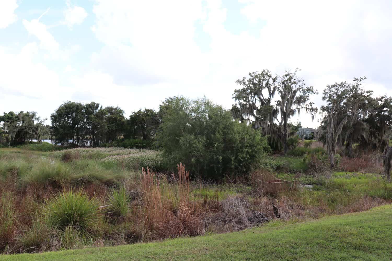 Swamp Reserve in Lakewood Ranch, Bradenton FL