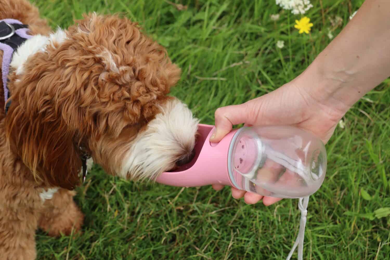 A brown and white cockapoo has a drink of water from a doggie water bottle