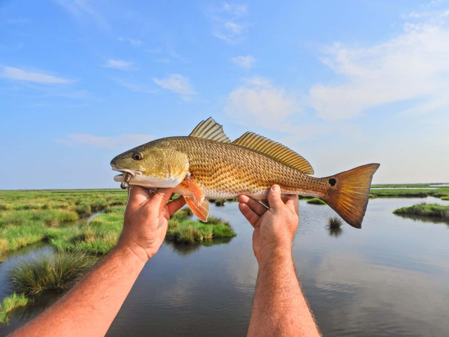 Redfish with an artificial bait hooked in its mouth held over the marsh In Louisiana