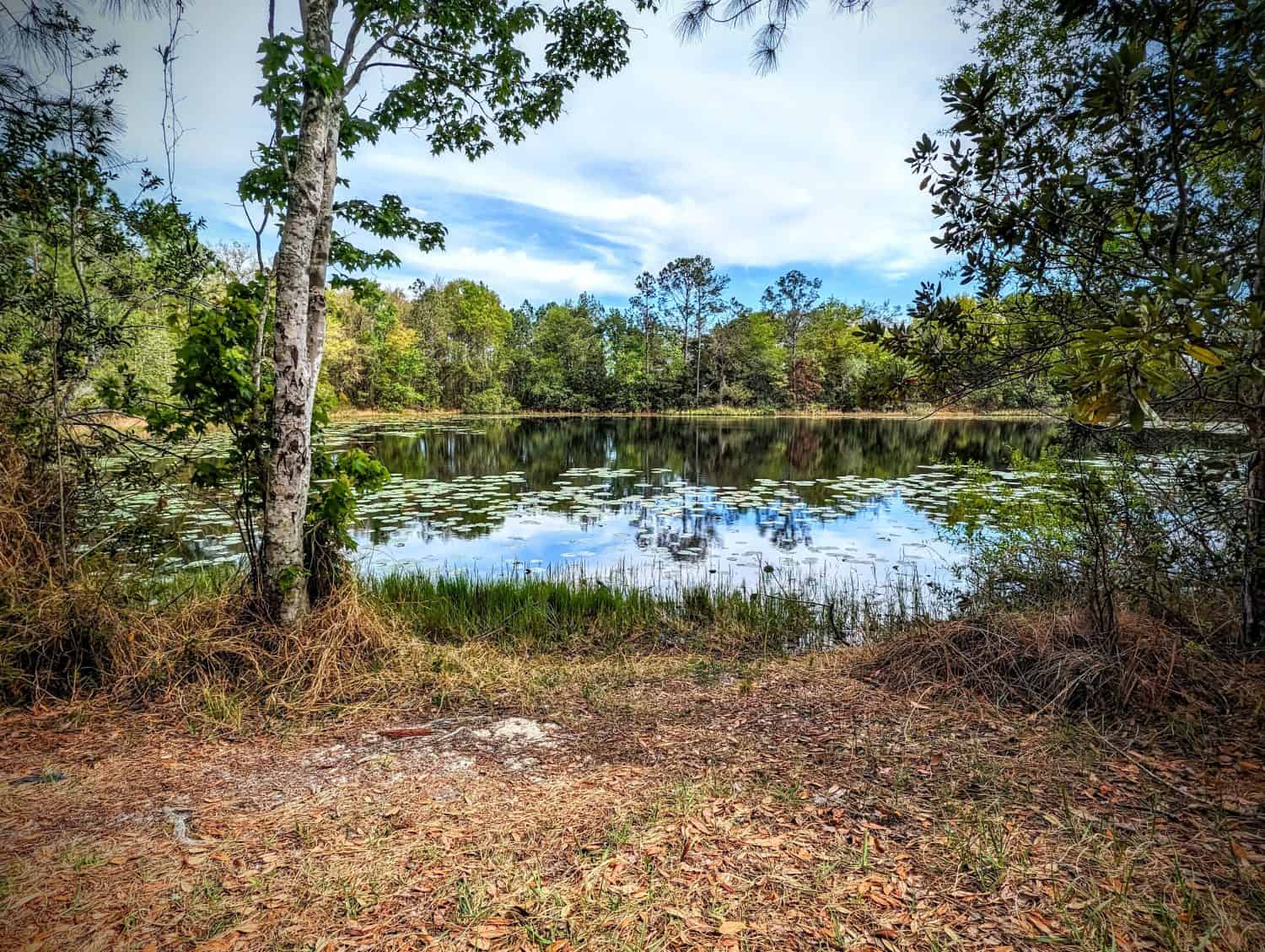 A tranquil lake nestled in Land O' Lakes, FL, framed by winter woods under clear blue skies of 2024. Ideal for serene hikes.