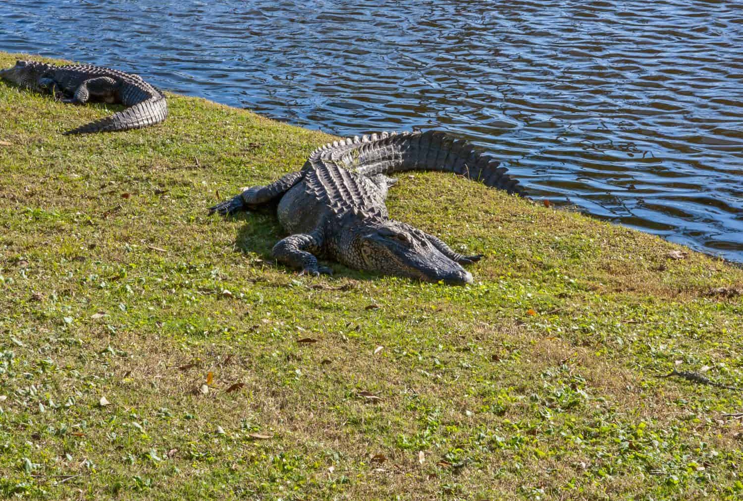 ALLIGATOR BY THE CLUB HOUSE