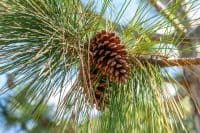 The Pines His Grandfather Planted in 1958 Sold for $240,000. Two Years Later, Medicare Sent Its Bill.