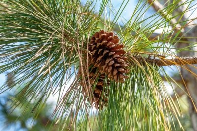 The Pines His Grandfather Planted in 1958 Sold for $240,000. Two Years Later, Medicare Sent Its Bill.