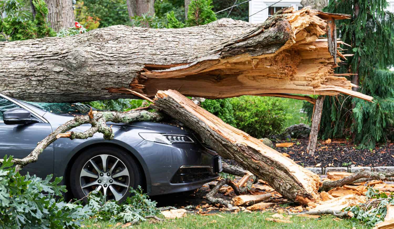 A car crushed with a tree on top of it after the tree split and fell during a wind storm on Long Island New York.
