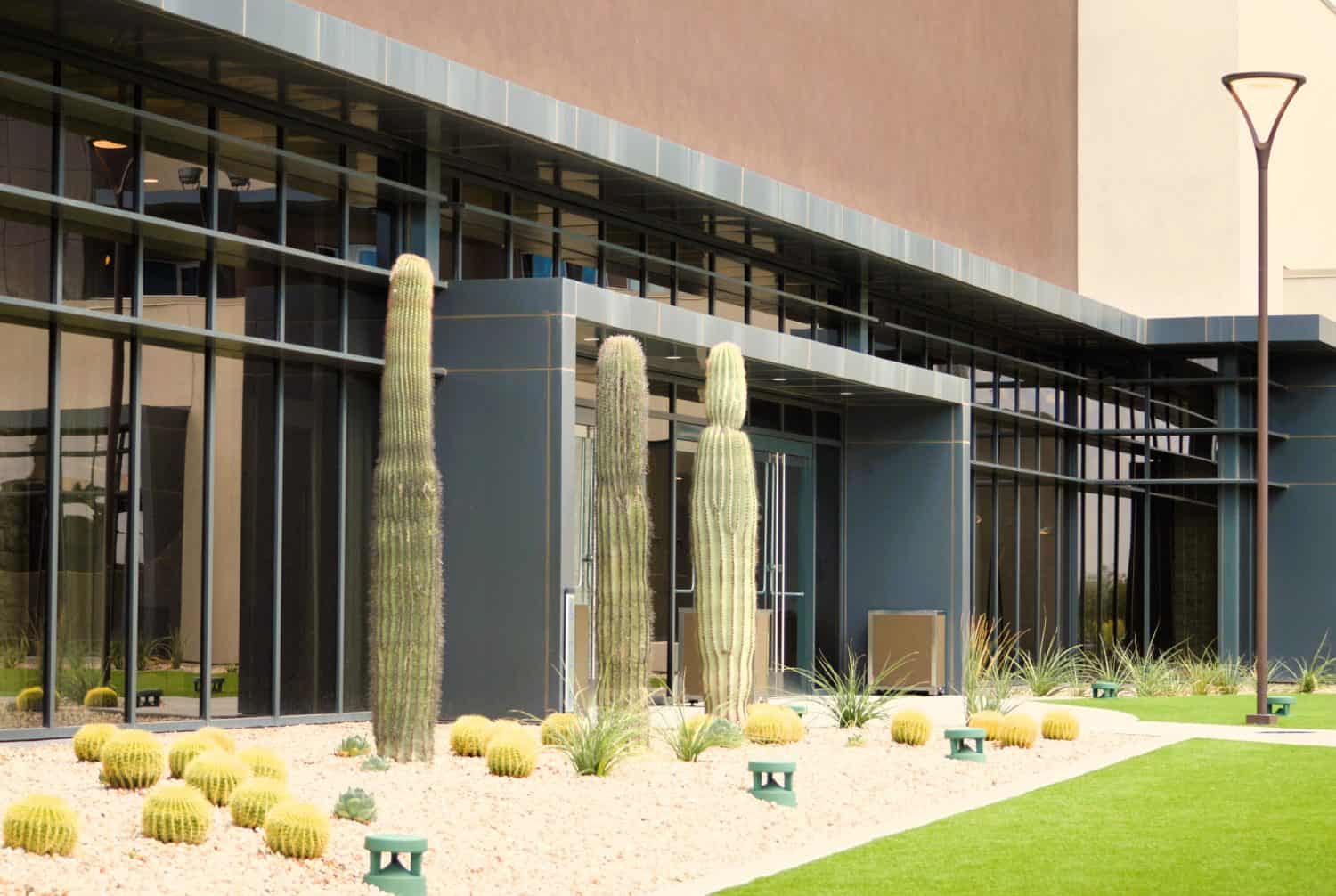 Saguaro and barrel cactus used in commercial landscaping arizona