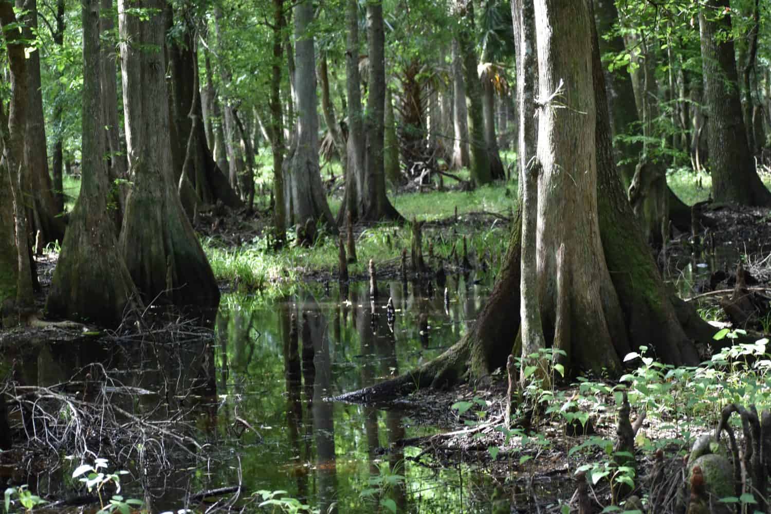 Cypress swamp in Florida area