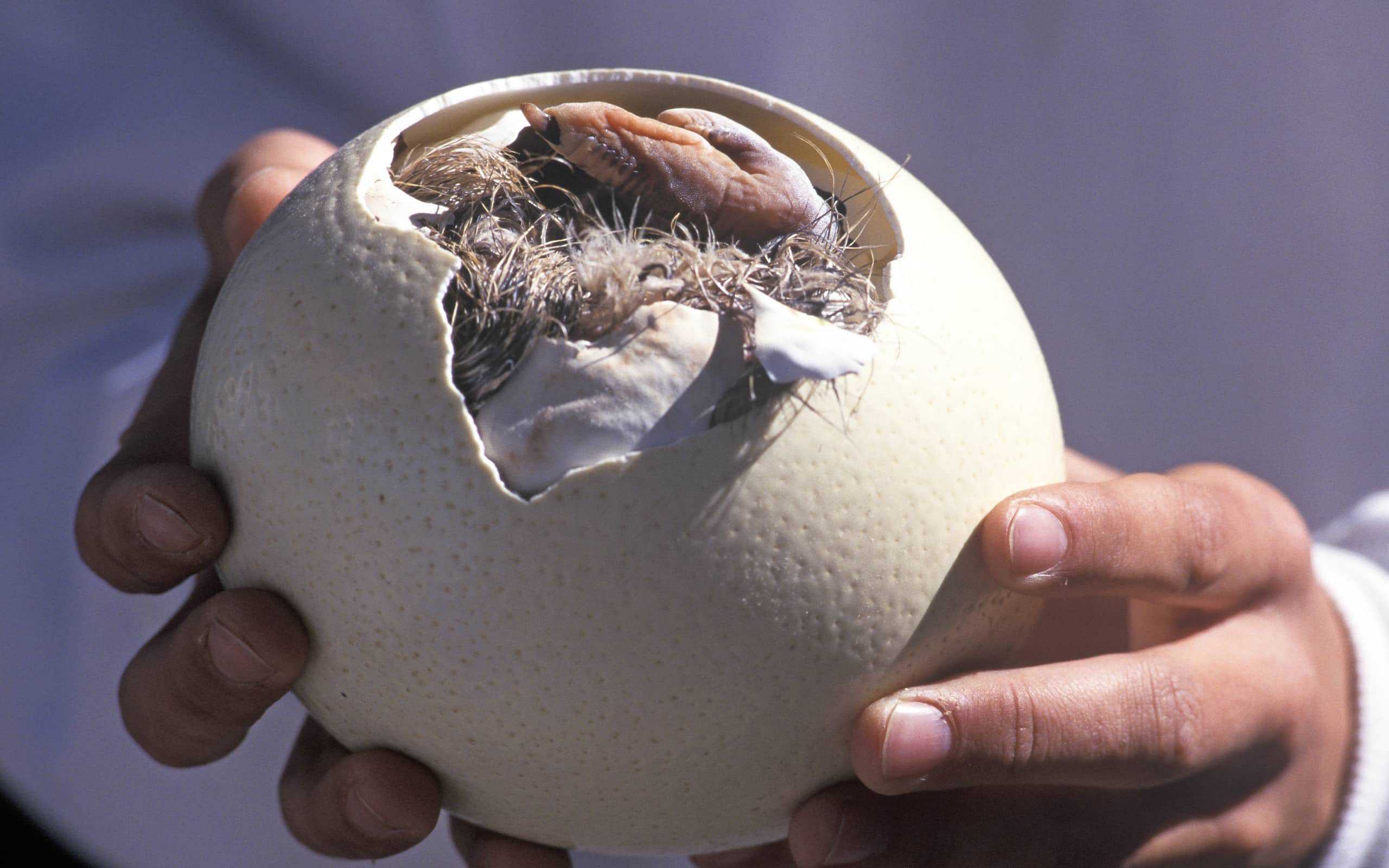 This Egg Will Cost You $30 and Makes a Massive Omelette