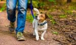 Retired Couple’s Three Pets Are Costing Them $14K a Year. What That Means for Retirement