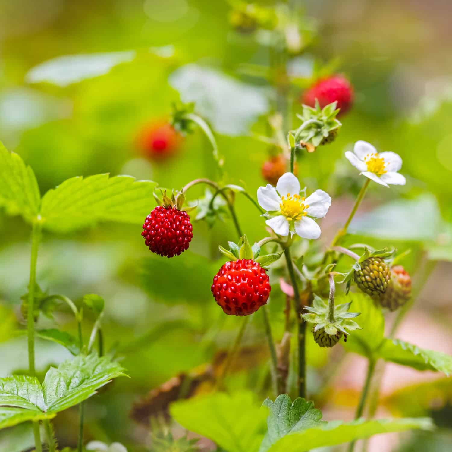 These Viral Strawberries $6 Each, Are They Worth the Hefty Price?