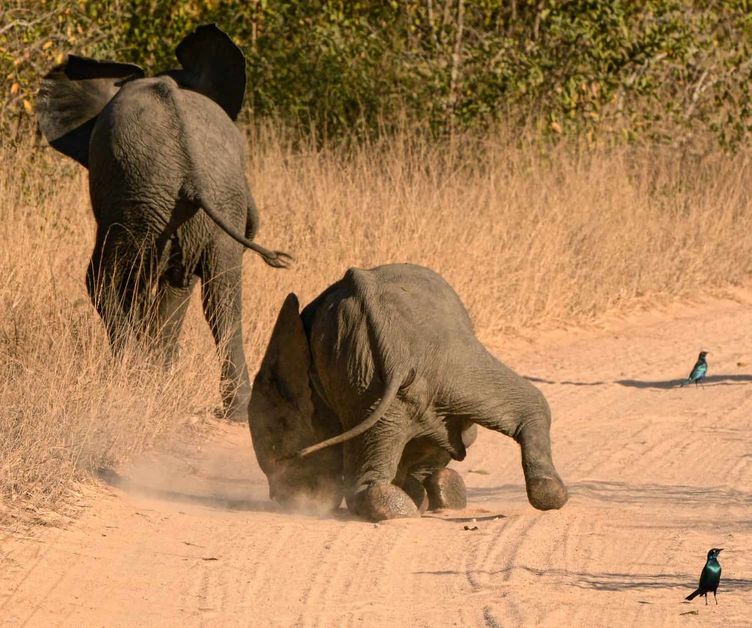 Young elephants were playing and one tripped and fell