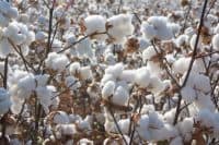 Closeup of cotton ready to harvest in large fields in the southern United States, ripe bolls in focus foreground, set against rows receding to distant horizon