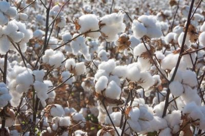 Closeup of cotton ready to harvest in large fields in the southern United States, ripe bolls in focus foreground, set against rows receding to distant horizon