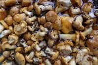 Dirty unwashed chanterelle mushrooms top and side view on which a slug sits