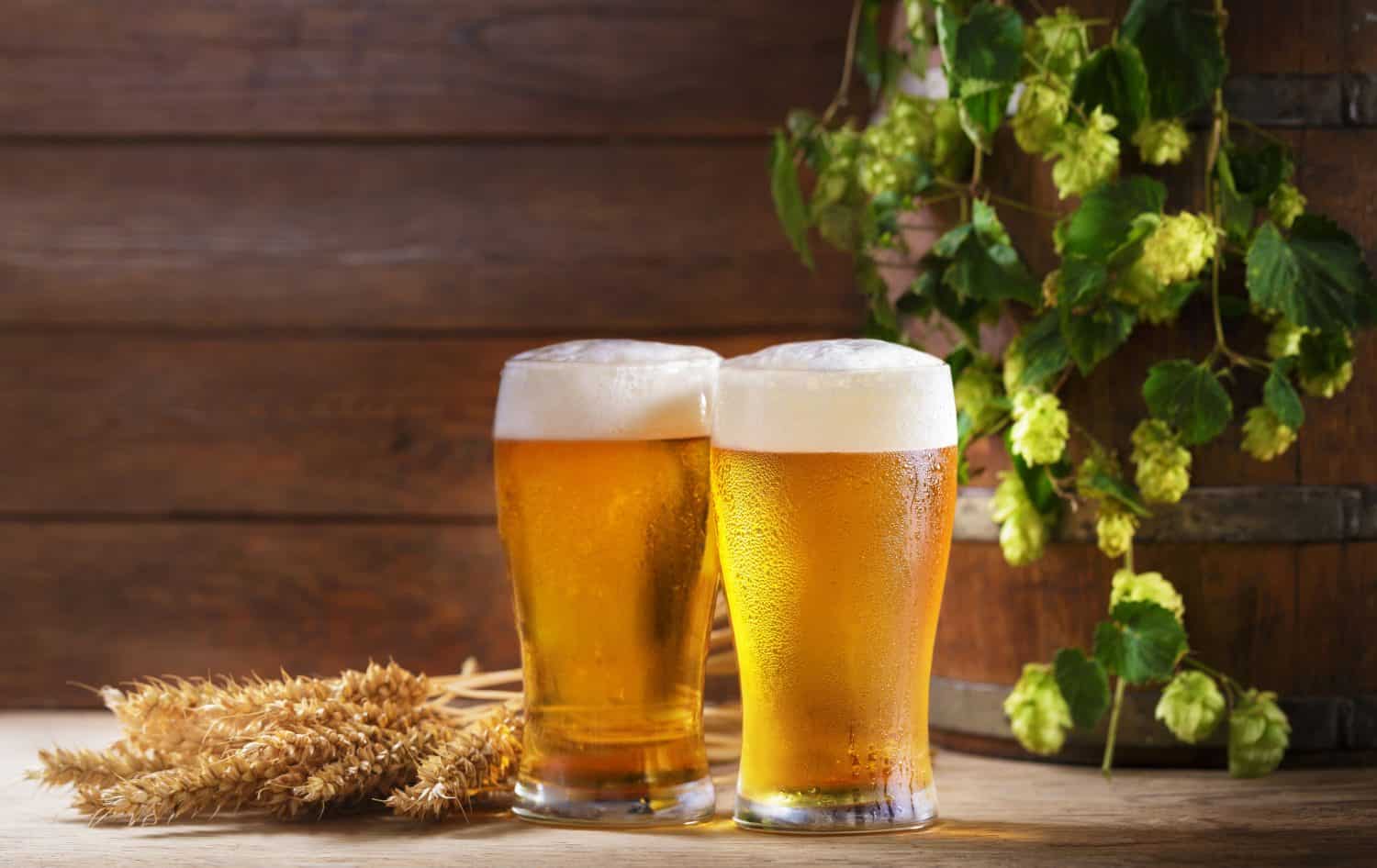 Close up of glasses of beer, wooden barrel, wheat ears and green hops on wooden background