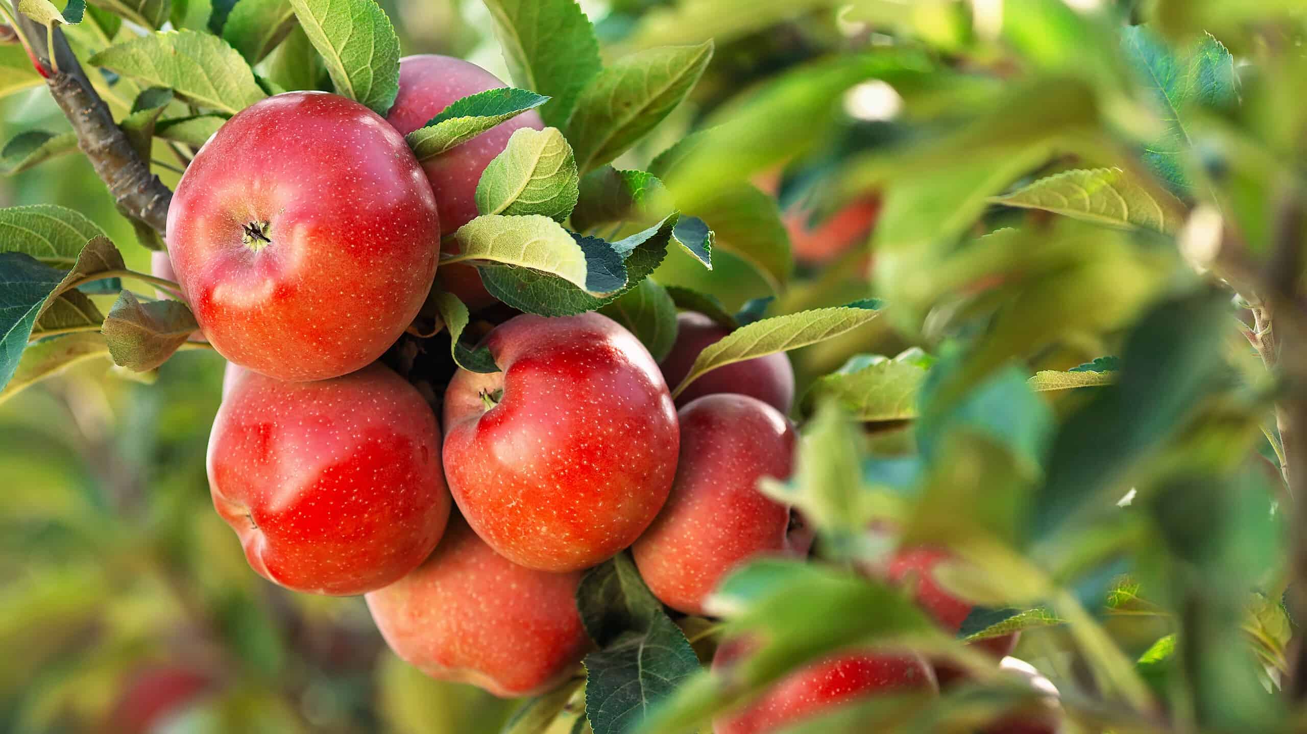 These Rare Apples Go for $21 Each, Would You Buy One? - 24/7 Wall St.