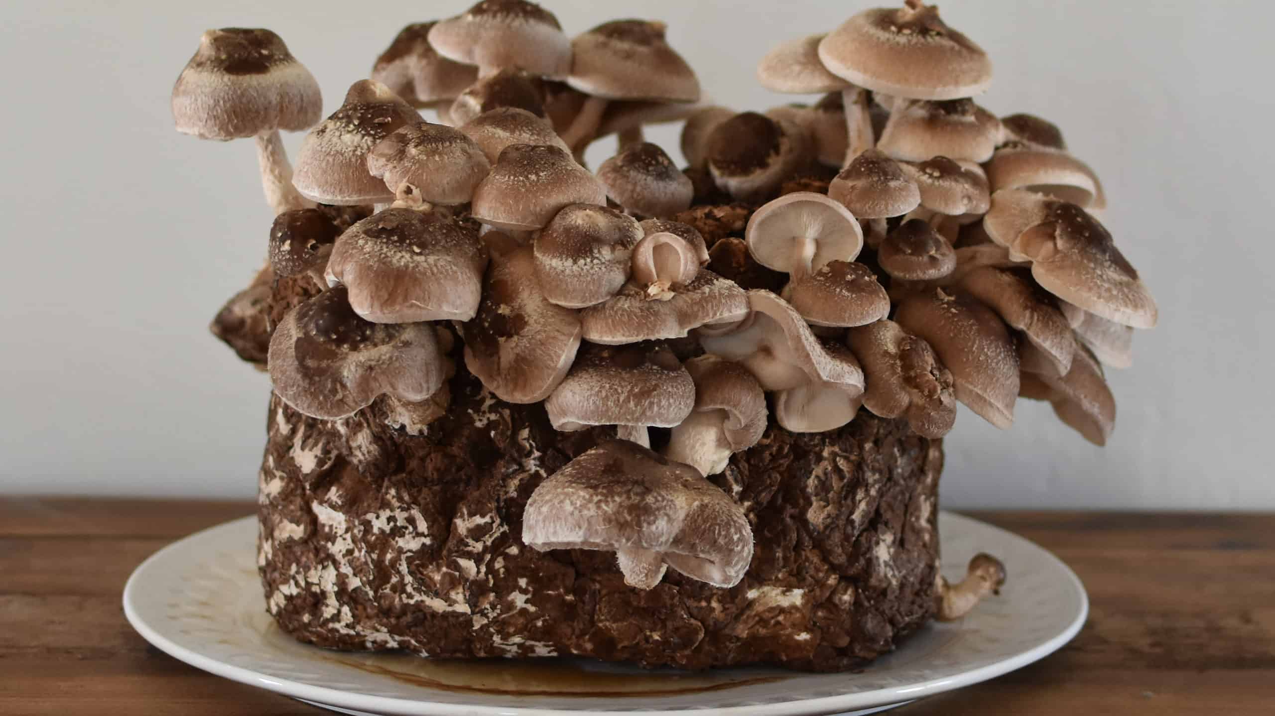 Shiitake mushrooms growing on a plate