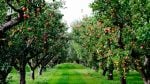 She Sold the Orchard for $600,000, Then Stayed for Harvest. Social Security Ignored One Check and Counted the Other.