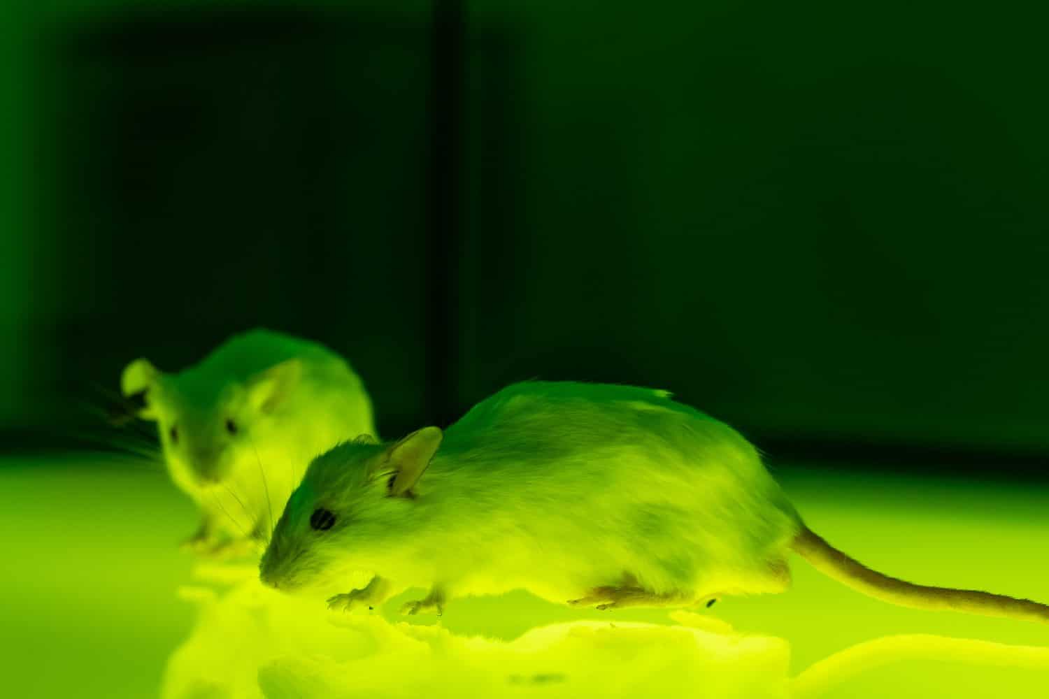 White lab rats isolated on bright glass surface. Biological research laboratory, high-tech environment, test animals for the production of human vaccines. Medical and virus concept, green lighting