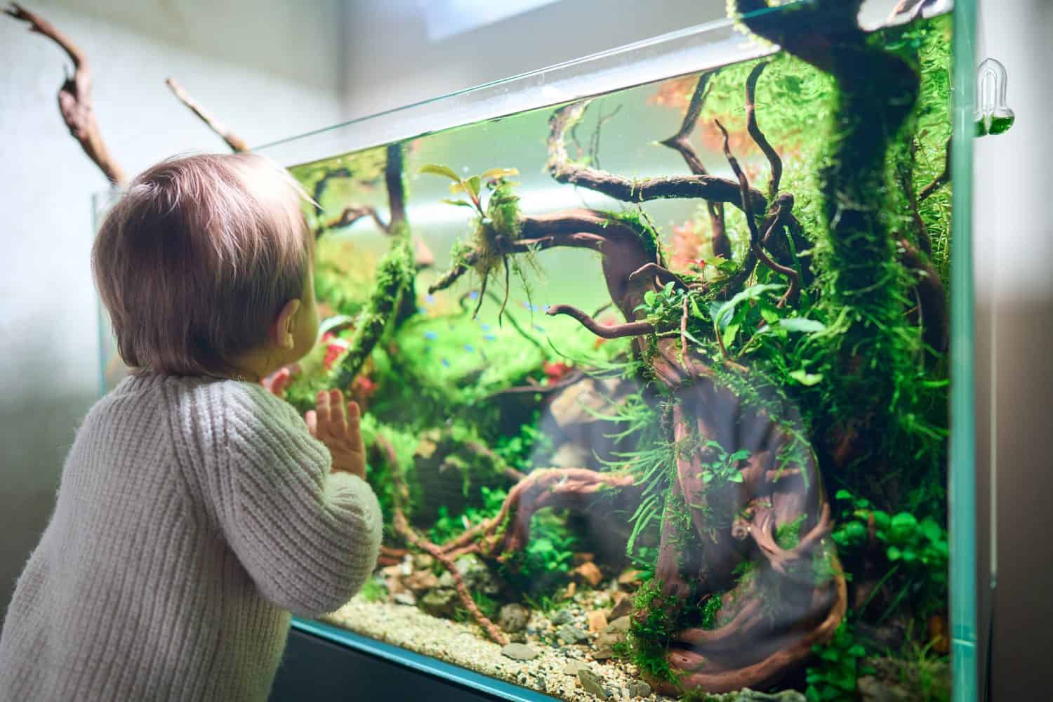 A cute little child touches the glass of the beautiful freshwater waterscape with live aquarium plants, Frodo stones, Redmoor roots covered with java moss.