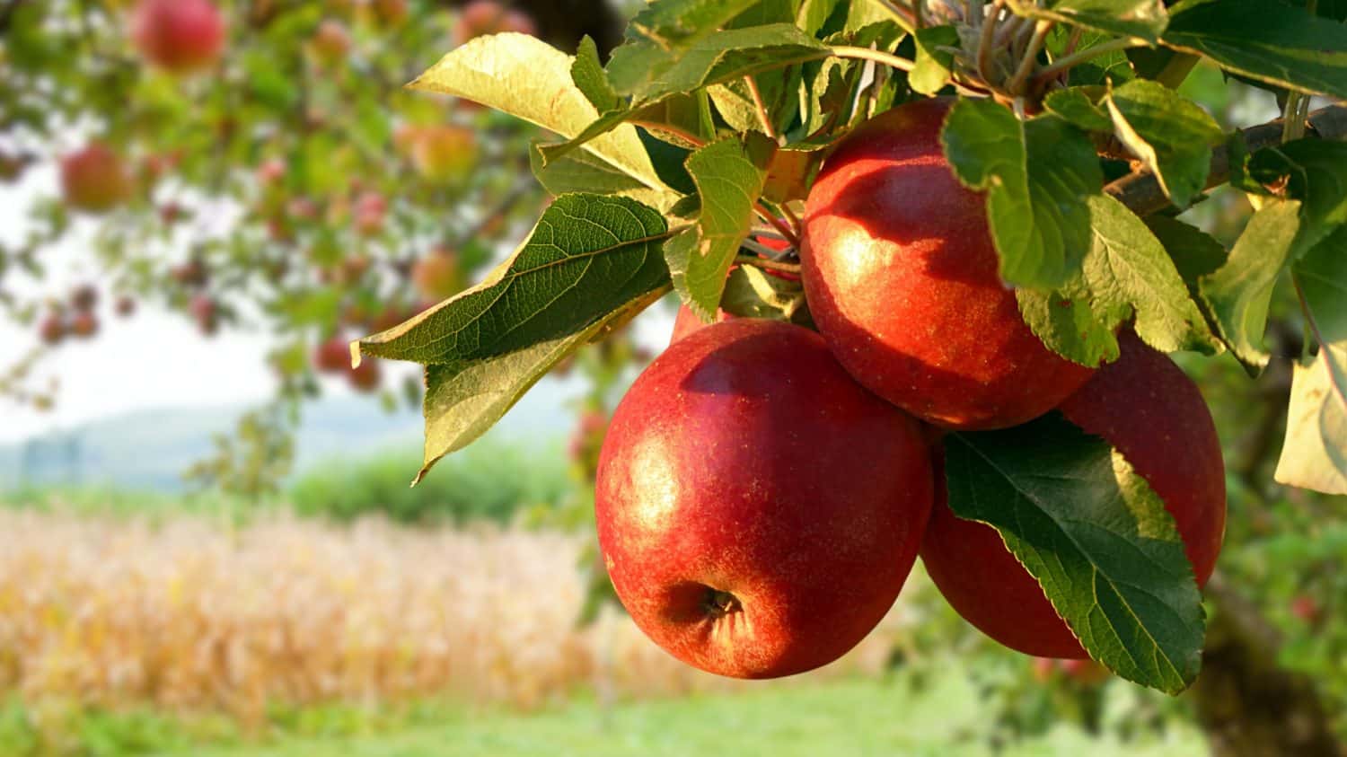 Capture the clarity of nature with this vibrant apple fruit photo. Perfect for adding freshness to your projects. Shop now and infuse your designs with natural allure