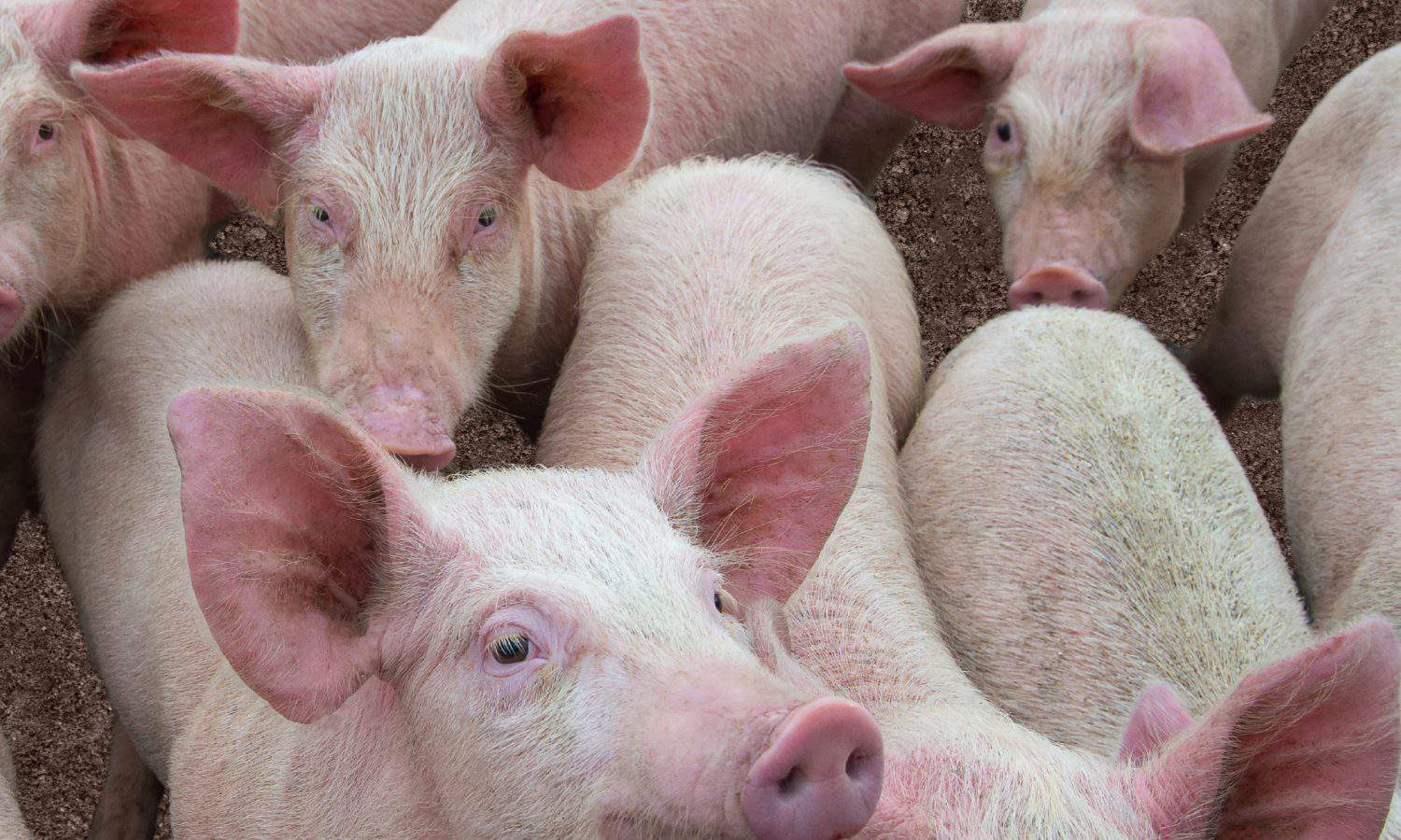 Pig diseases. African swine fever in Europe. An image of several pigs suffering from African swine fever.