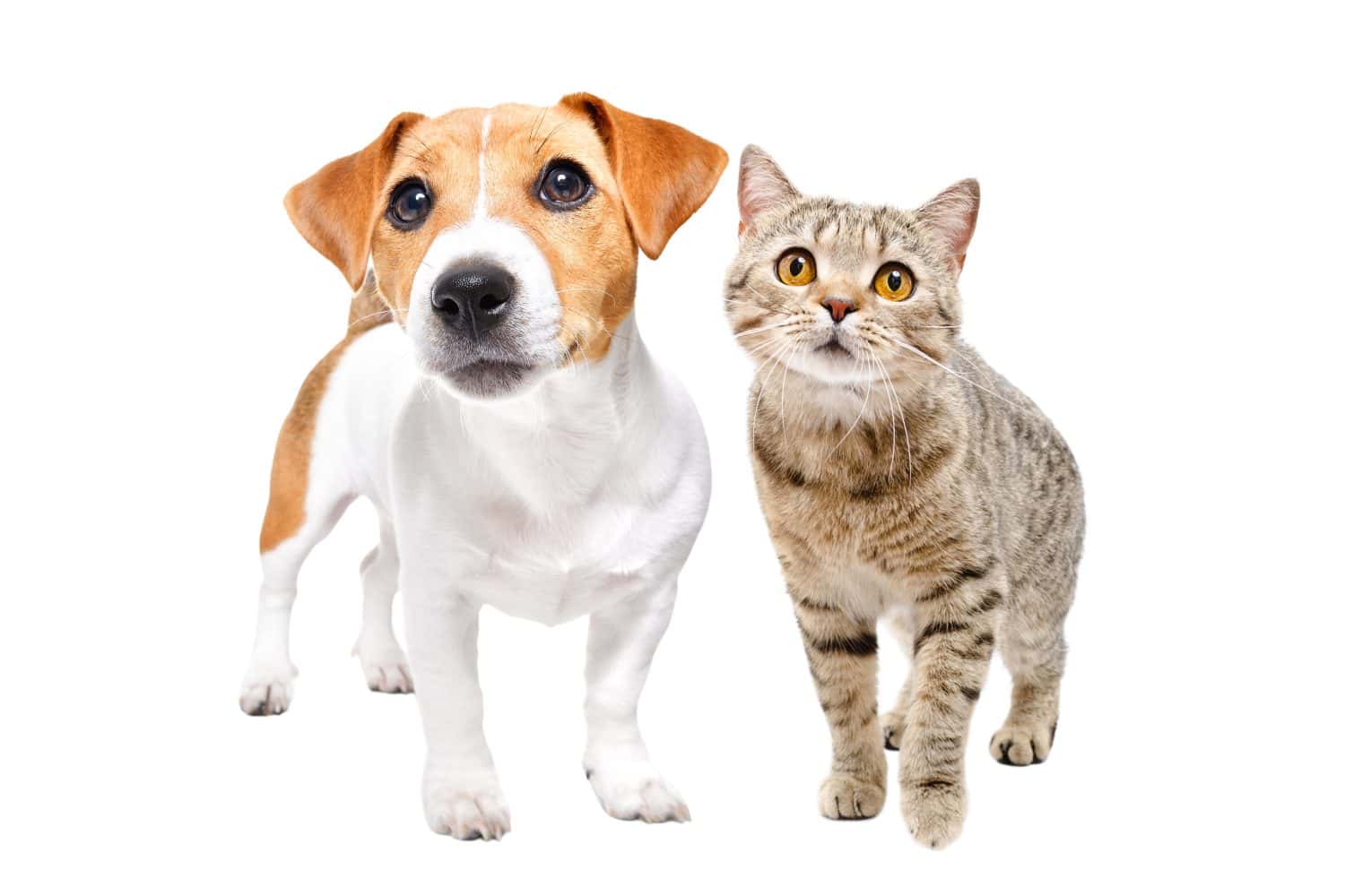 Scottish Straight cat and a Jack Russell Terrier dog sitting together isolated on a white background