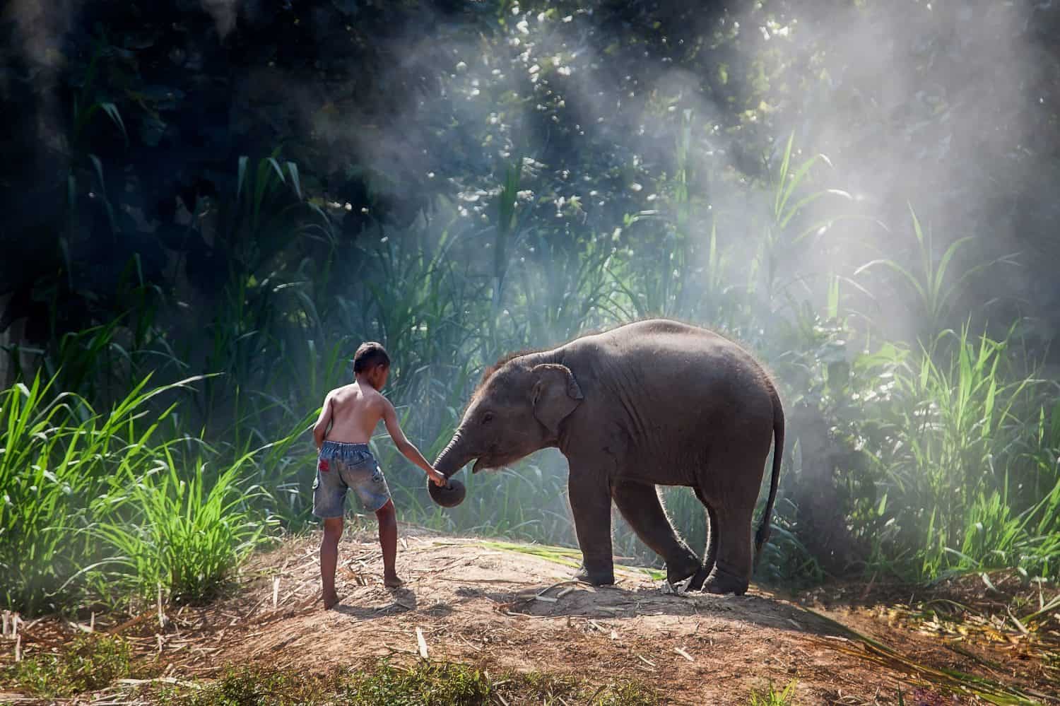 Asian boy playing with their elephants