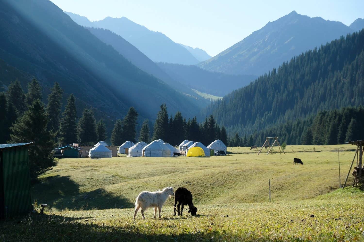 Two sheep on mountain meadow and camp with traditional nomad's yurts in background. Green Tien Shan Mountains in Karakol area in summer. Rich unique nature of Kyrgystan, Central Asia.