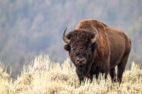 A Portrait of a Male Bison in Yellowstone National Park