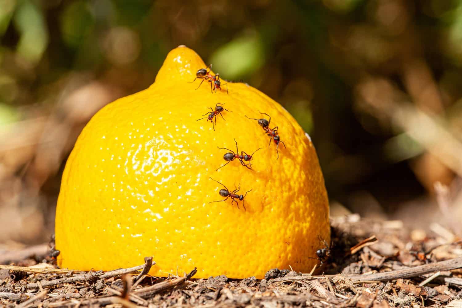 Macro picture of a group of ants eating from a lemon that fell on their ant colony called an anthill. The ants are photographed macro and are very large and very industrious.