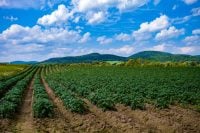 An expansive agricultural field filled with rows of vibrant green potato plants under a bright blue sky dotted with fluffy white clouds. In the background, rolling green hills and mountains rise against the horizon.