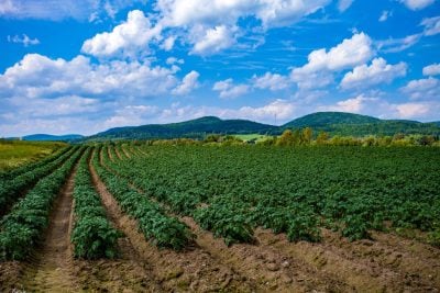 An expansive agricultural field filled with rows of vibrant green potato plants under a bright blue sky dotted with fluffy white clouds. In the background, rolling green hills and mountains rise against the horizon.