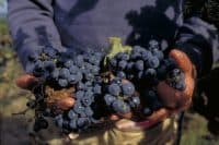A closeup shot of a farm worker's hands holding freshly picked grapes from a vineyard in Missouri