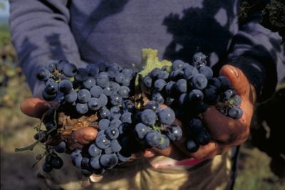 A closeup shot of a farm worker's hands holding freshly picked grapes from a vineyard in Missouri