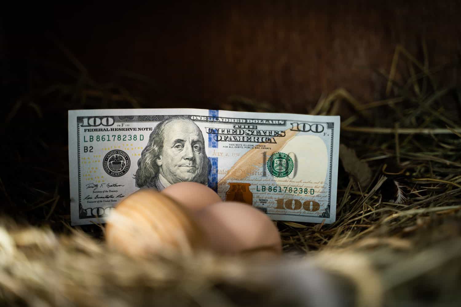 Cash in a chicken nest with homemade eggs close up. One hundred us dollars and natural chicken eggs in a chicken farm. Agricultural financing and investment. Production of organic products