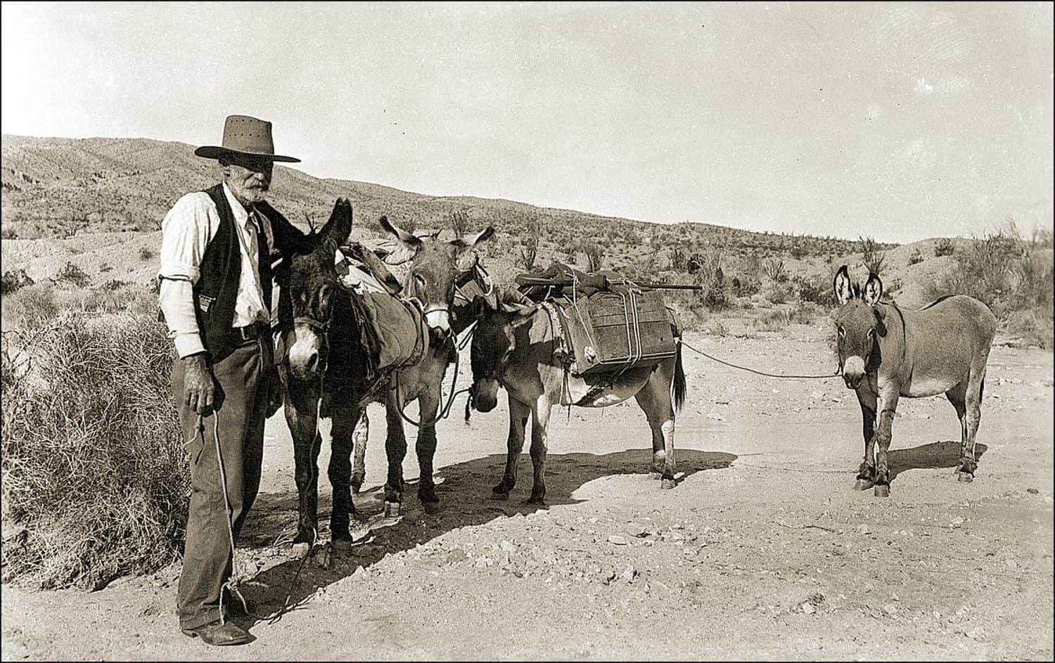 Vintage photo of a Prospector And Mules