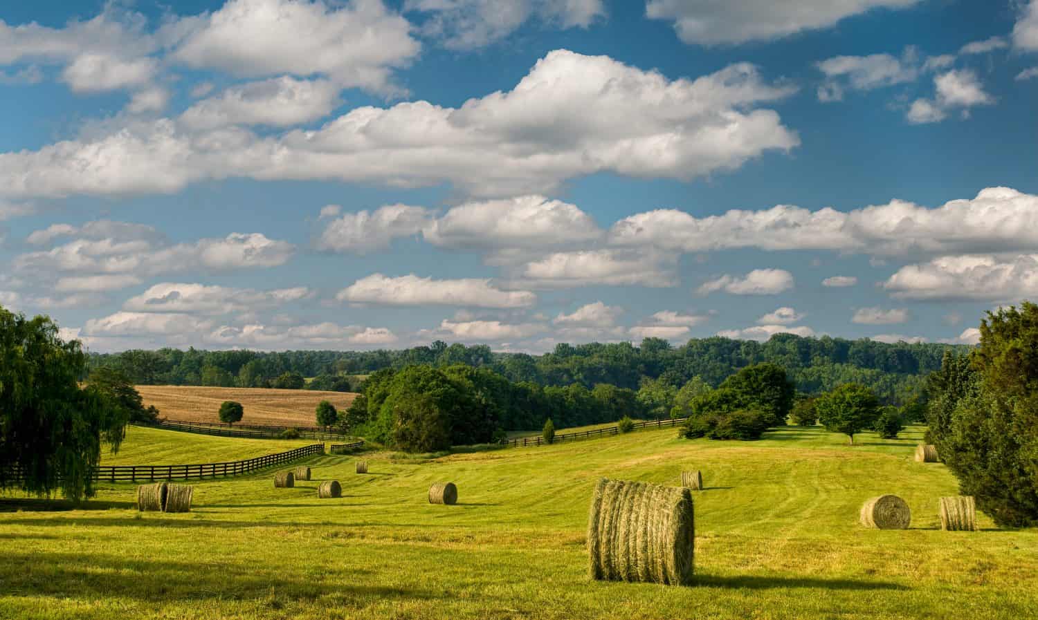 Hayfield with bales of hay on summer day in central Virginia.