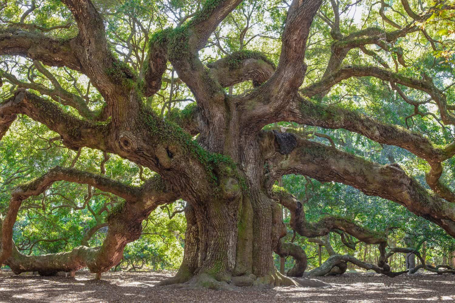 Old Oak tree in a garden