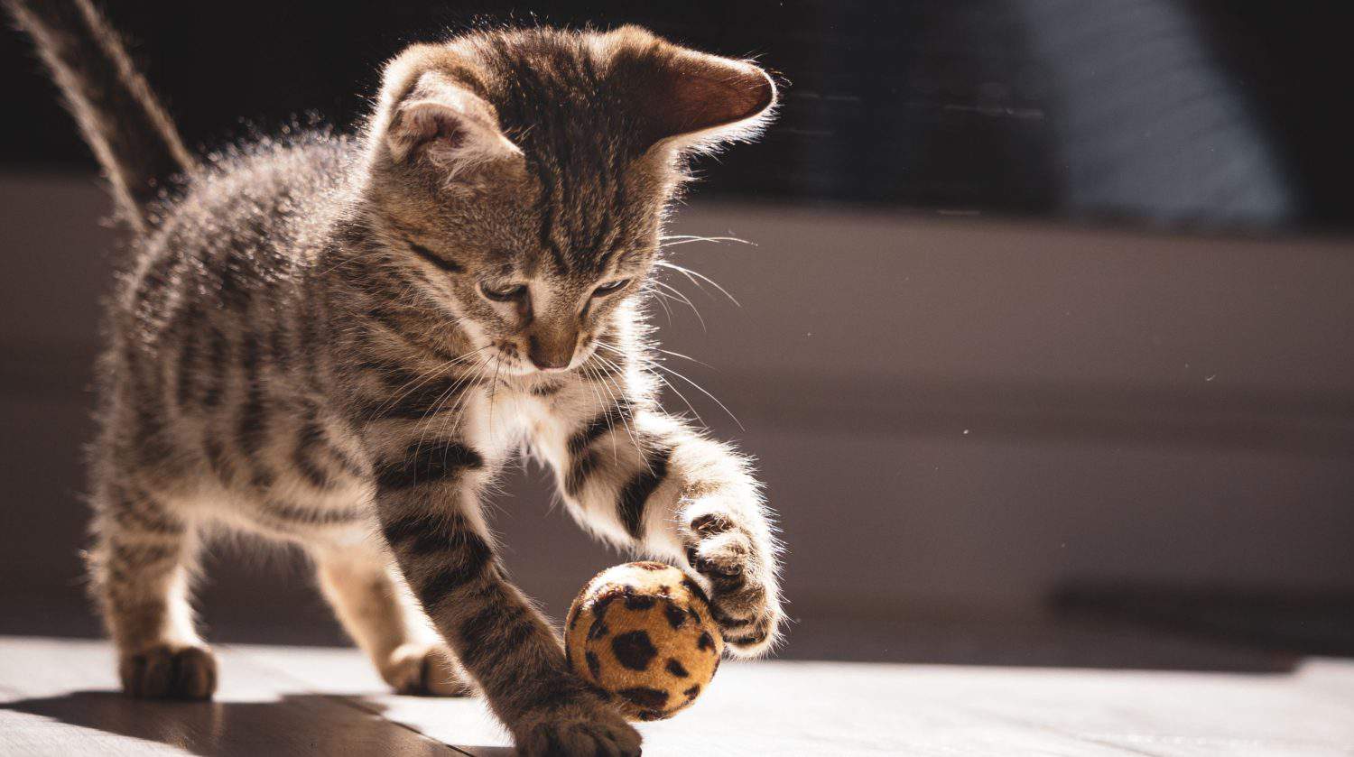 cat plays with a ball on the floor. Playing cat